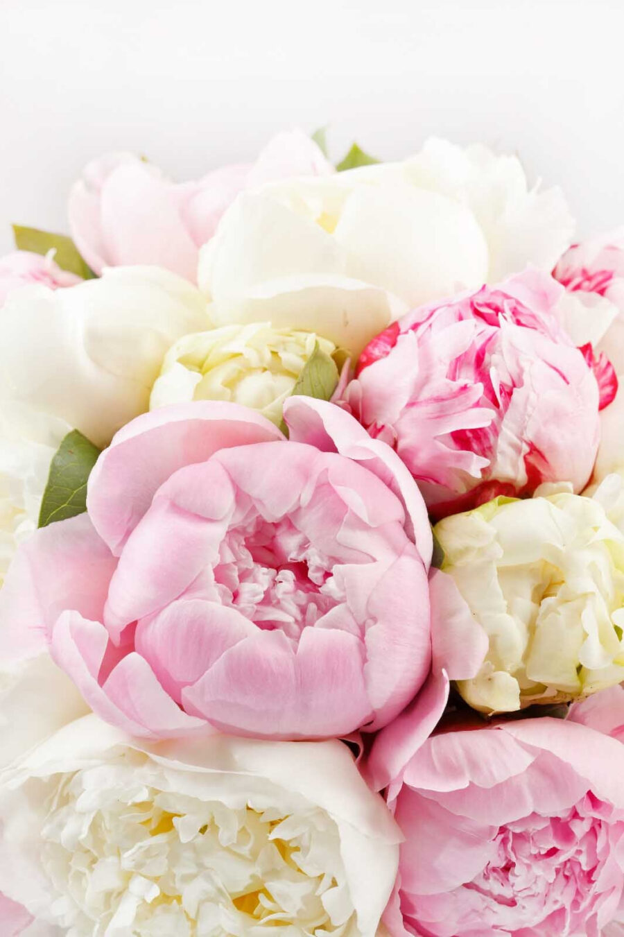 Bouquet of pink and white flowers