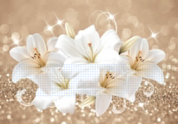 Group of white flowers u77997p 600x417 - Group of white flowers - tegory