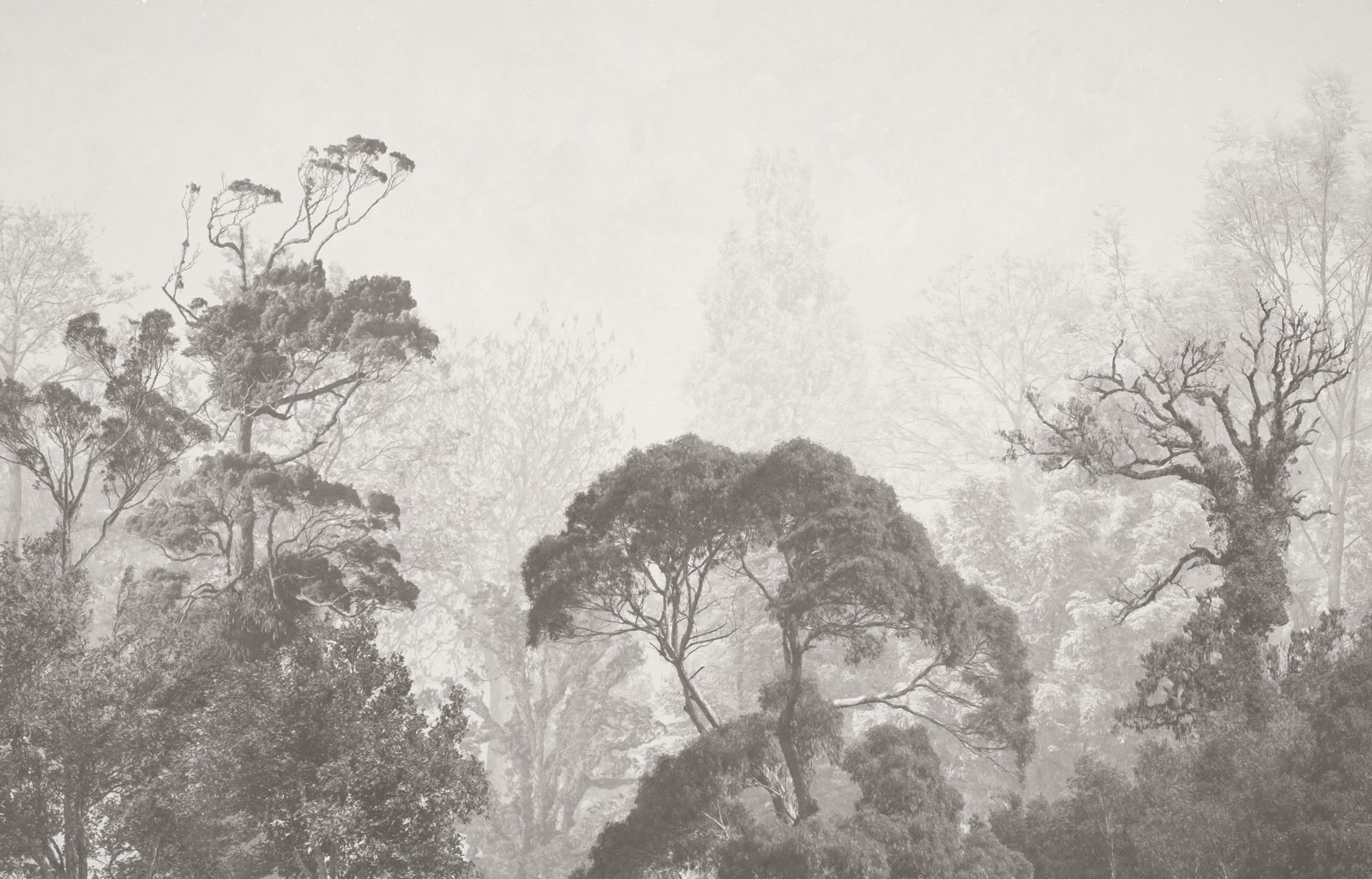 Group of trees in fog Group of trees in fog