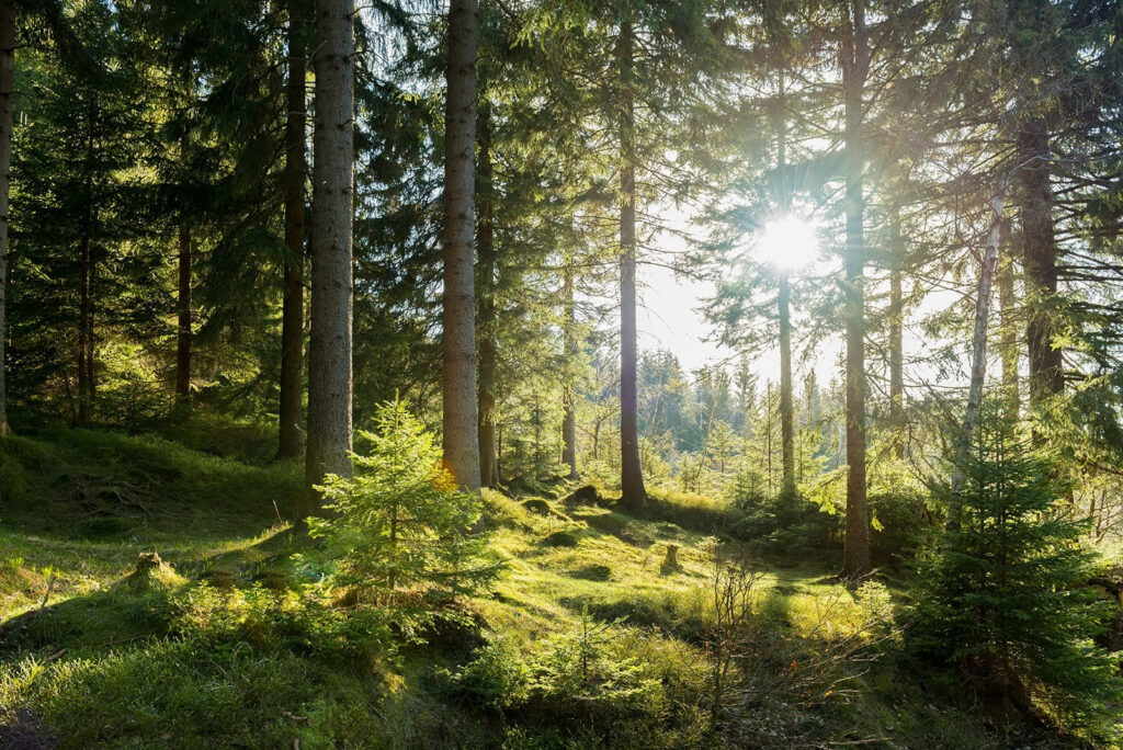 Sun shining through trees Sun shining through trees