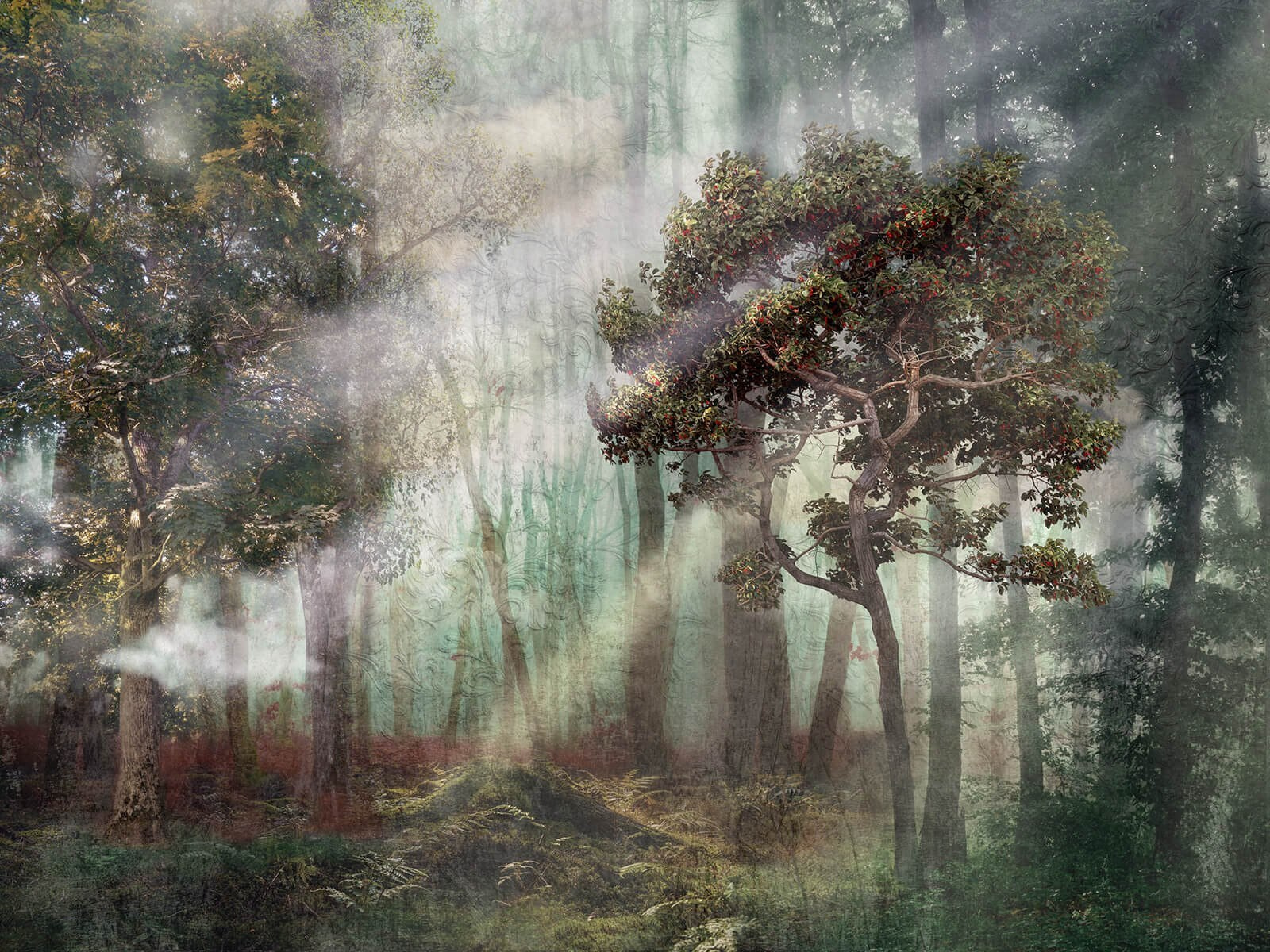 u80281p - Foggy forest with trees and fog - tegory