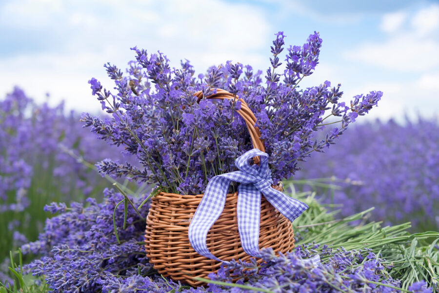 Basket of purple flowers