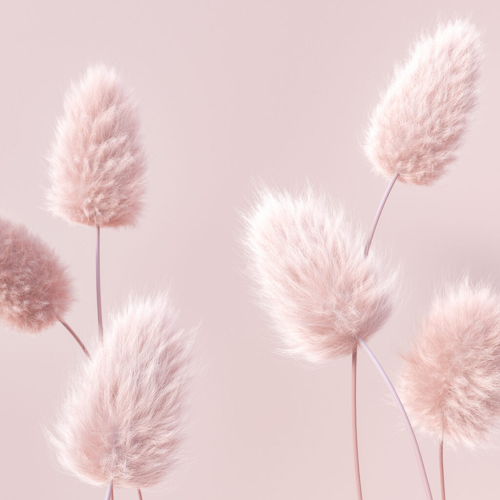 A group of fluffy pink flowers A group of fluffy pink flowers