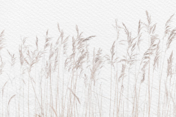 Gentle grasses sway in calm breeze Gentle grasses sway in calm breeze