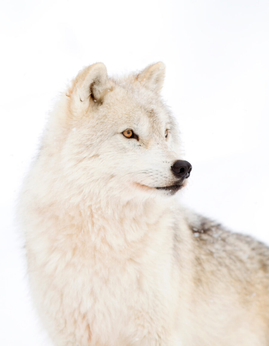 A white wolf in the snow