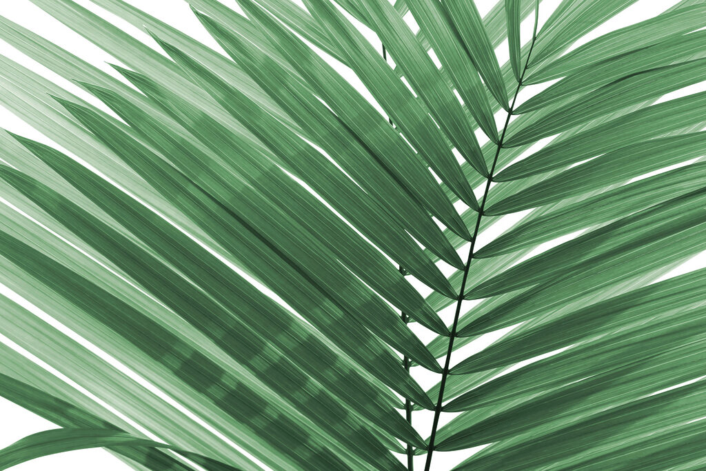 Lush green palm leaves against white Lush green palm leaves against white
