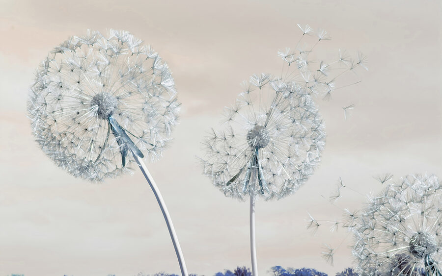A group of dandelions with seeds A group of dandelions with seeds
