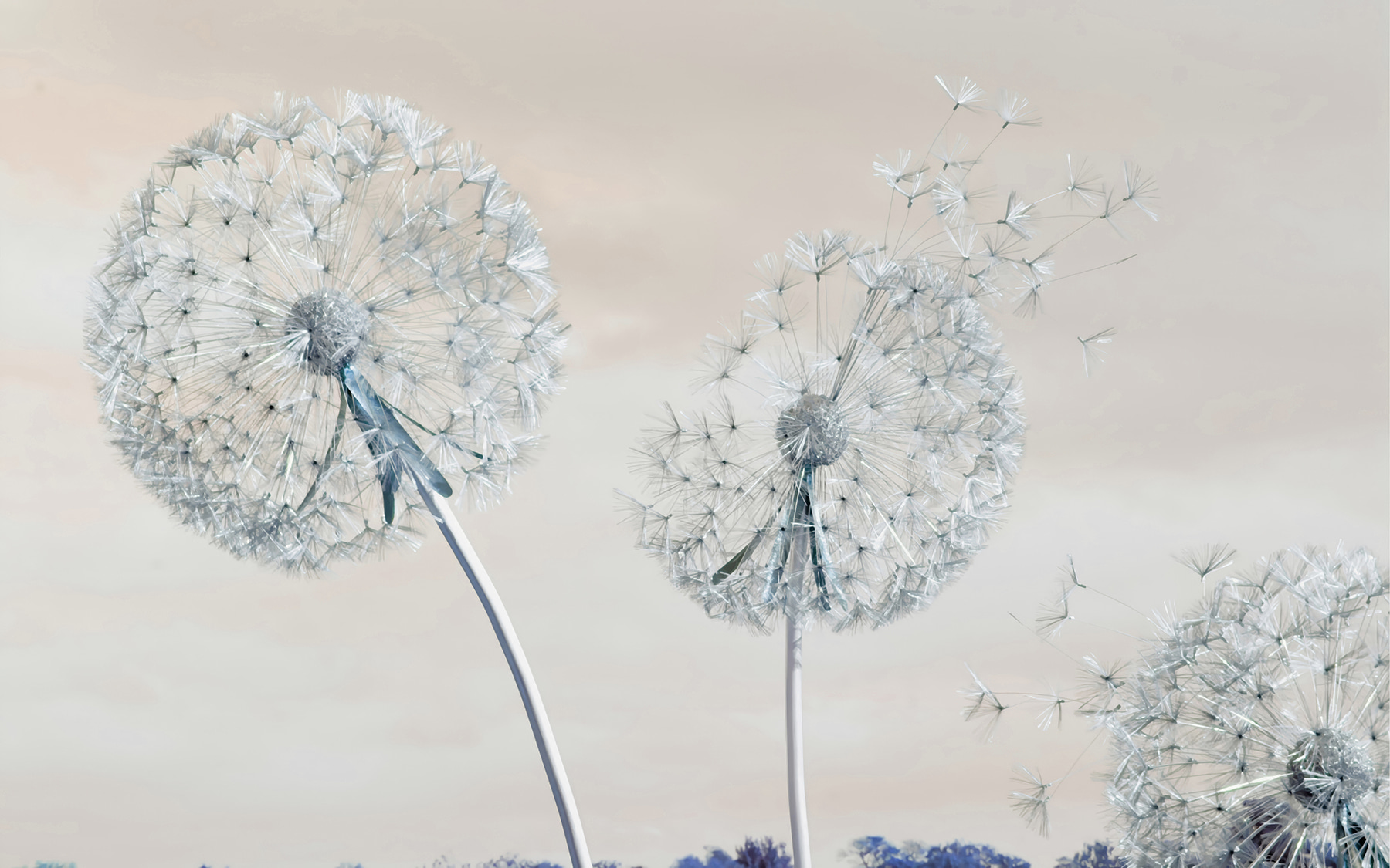 A group of dandelions with seeds