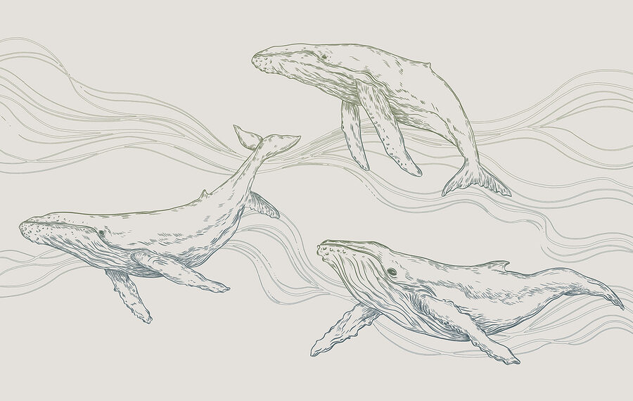 A group of whales swimming in the water