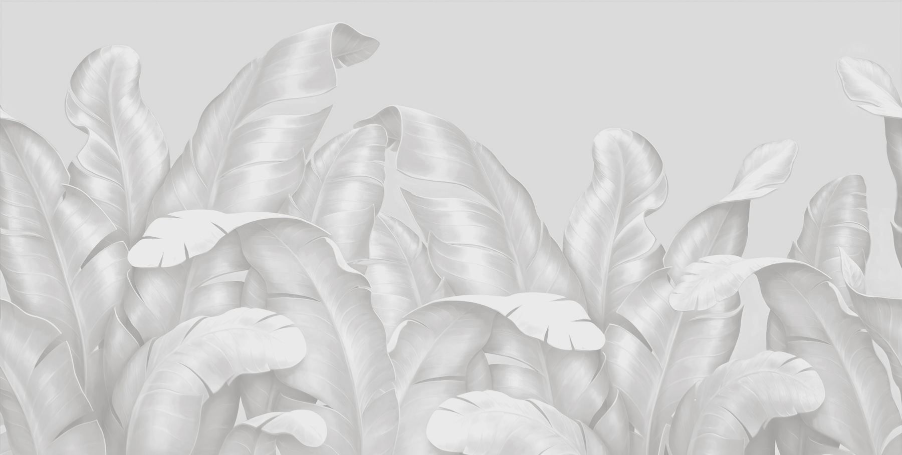 A group of white leaves A group of white leaves