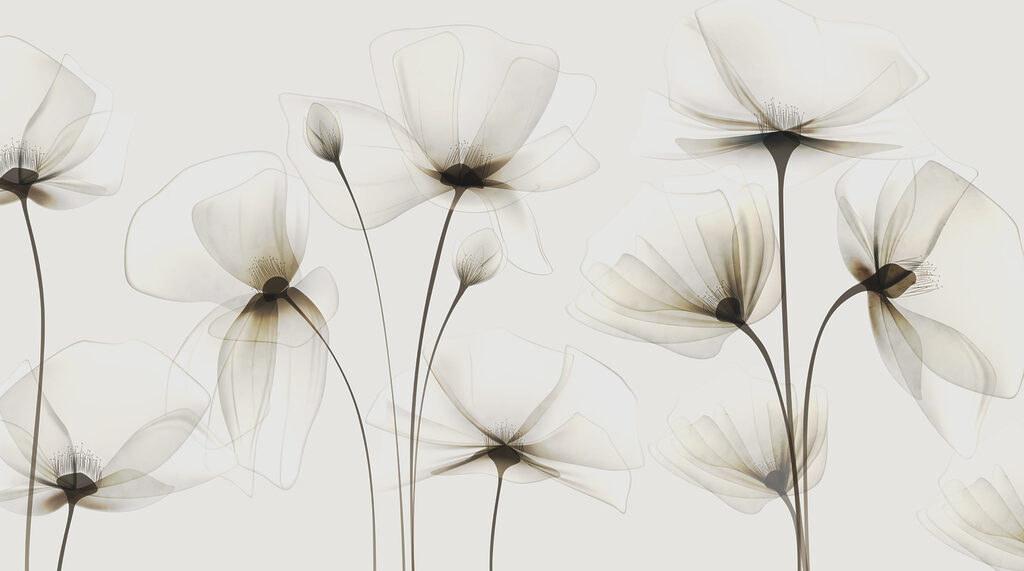A transparent flowers on a white background A transparent flowers on a white background