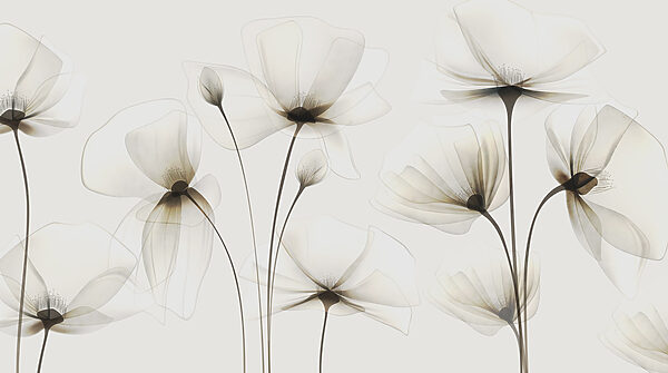 A transparent flowers on a white background A transparent flowers on a white background