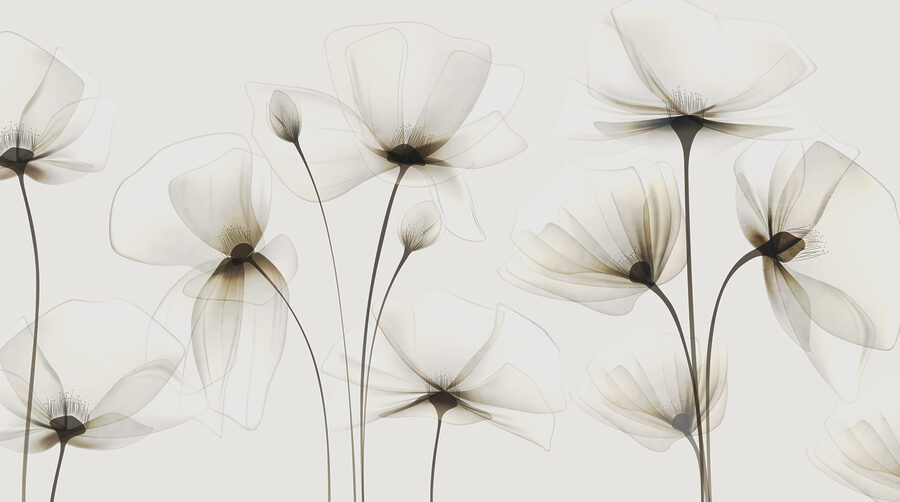 A transparent flowers on a white background