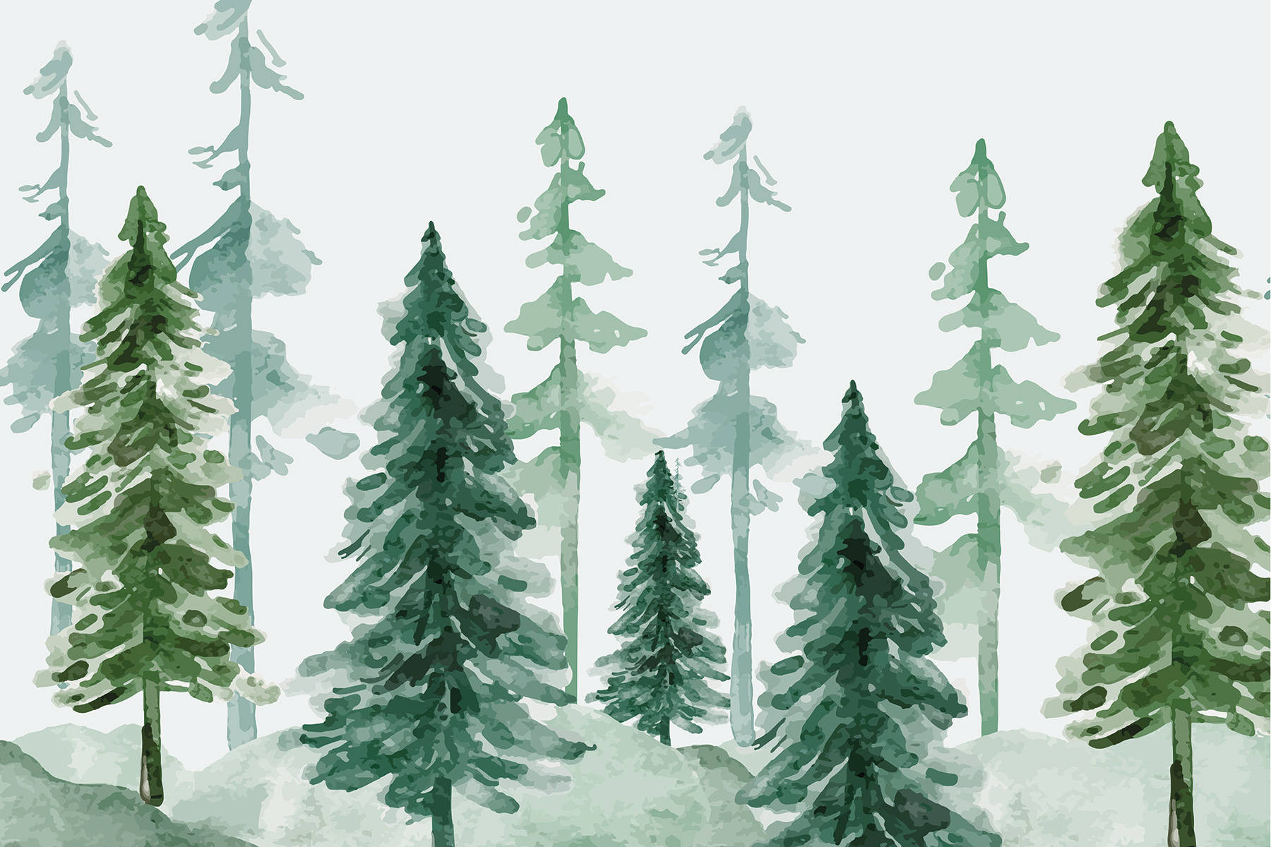 A group of trees in a snowy forest A group of trees in a snowy forest