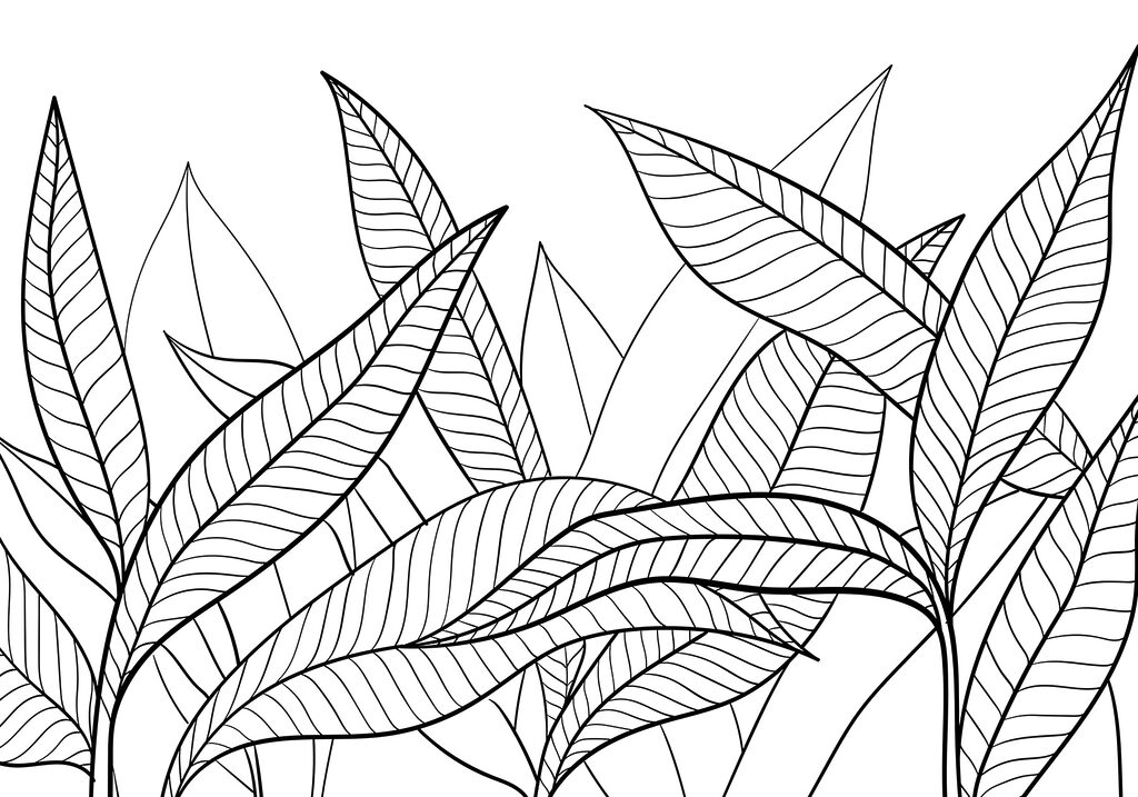 A black and white drawing of leaves A black and white drawing of leaves