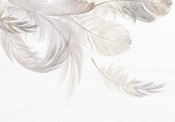 A group of white feathers A group of white feathers