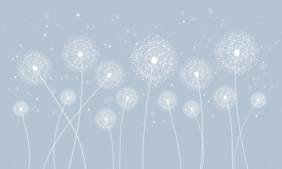 A white dandelions on a blue background A white dandelions on a blue background