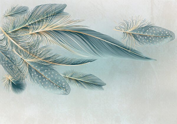 A group of feathers on a white background A group of feathers on a white background