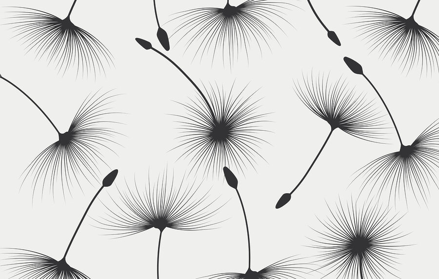 Pattern of dandelion seeds Pattern of dandelion seeds