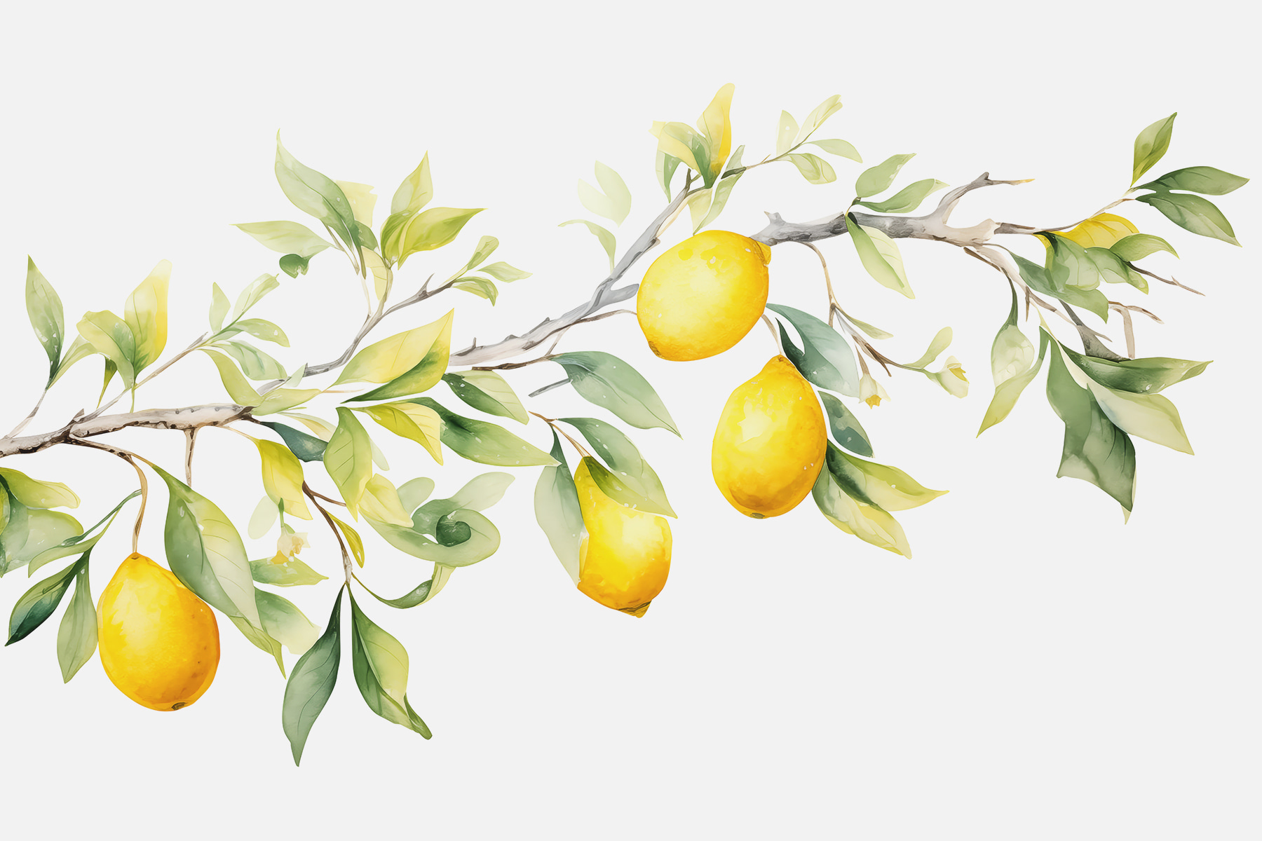 Branch of lemon tree with yellow fruits