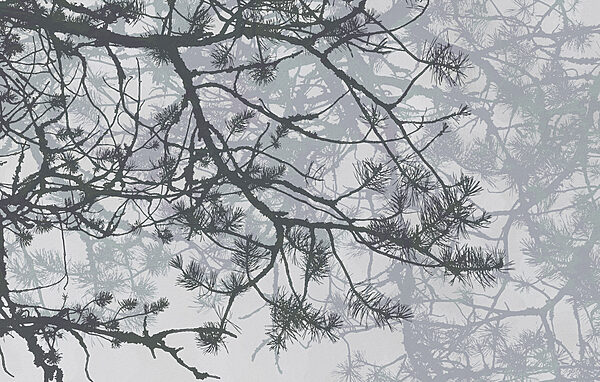 Tree branches with needles Tree branches with needles
