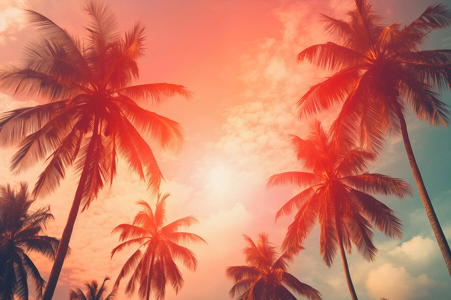 Palm trees against a pink sky Palm trees against a pink sky