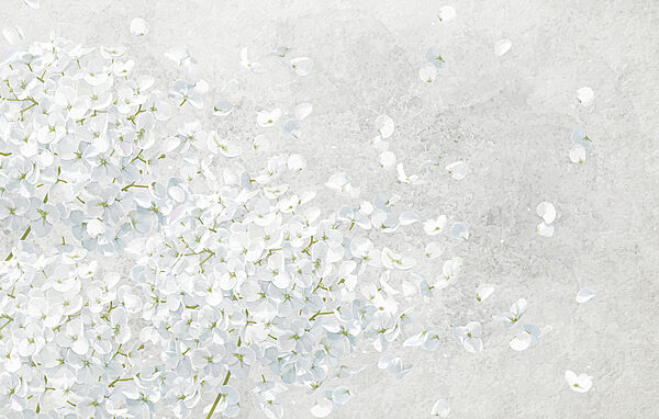 Bunch of white flowers Bunch of white flowers