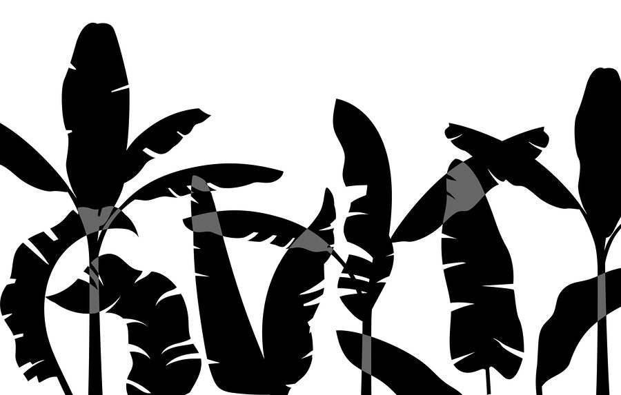 Wall murals Black silhouette of a banana leaf - Image 5