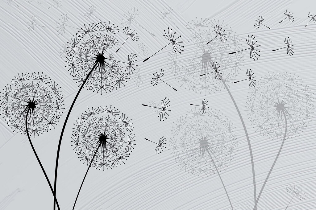Dandelion seeds dancing in the breeze Dandelion seeds dancing in the breeze