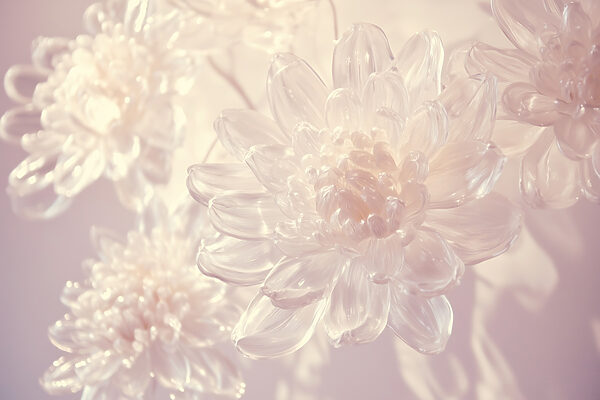 Delicate petals in soft light Delicate petals in soft light