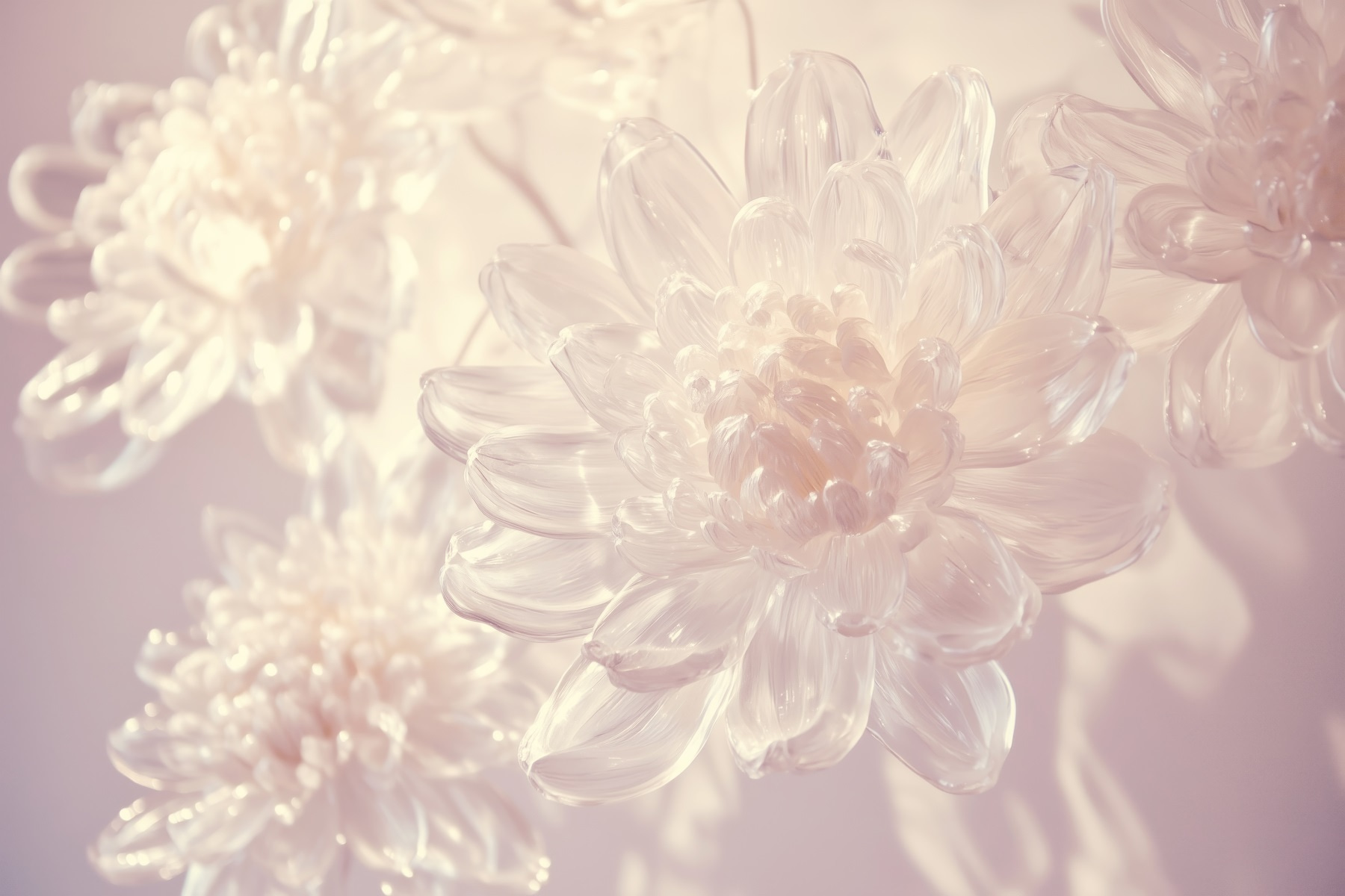 Delicate petals in soft light Delicate petals in soft light