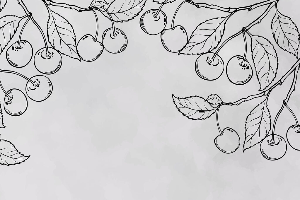 Drawing of cherries on a branch Drawing of cherries on a branch