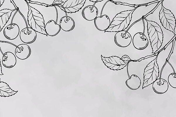 Drawing of cherries on a branch Drawing of cherries on a branch