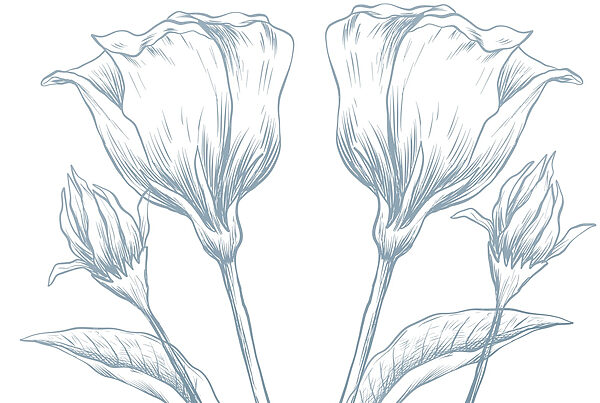 Delicate petals in soft hues Delicate petals in soft hues
