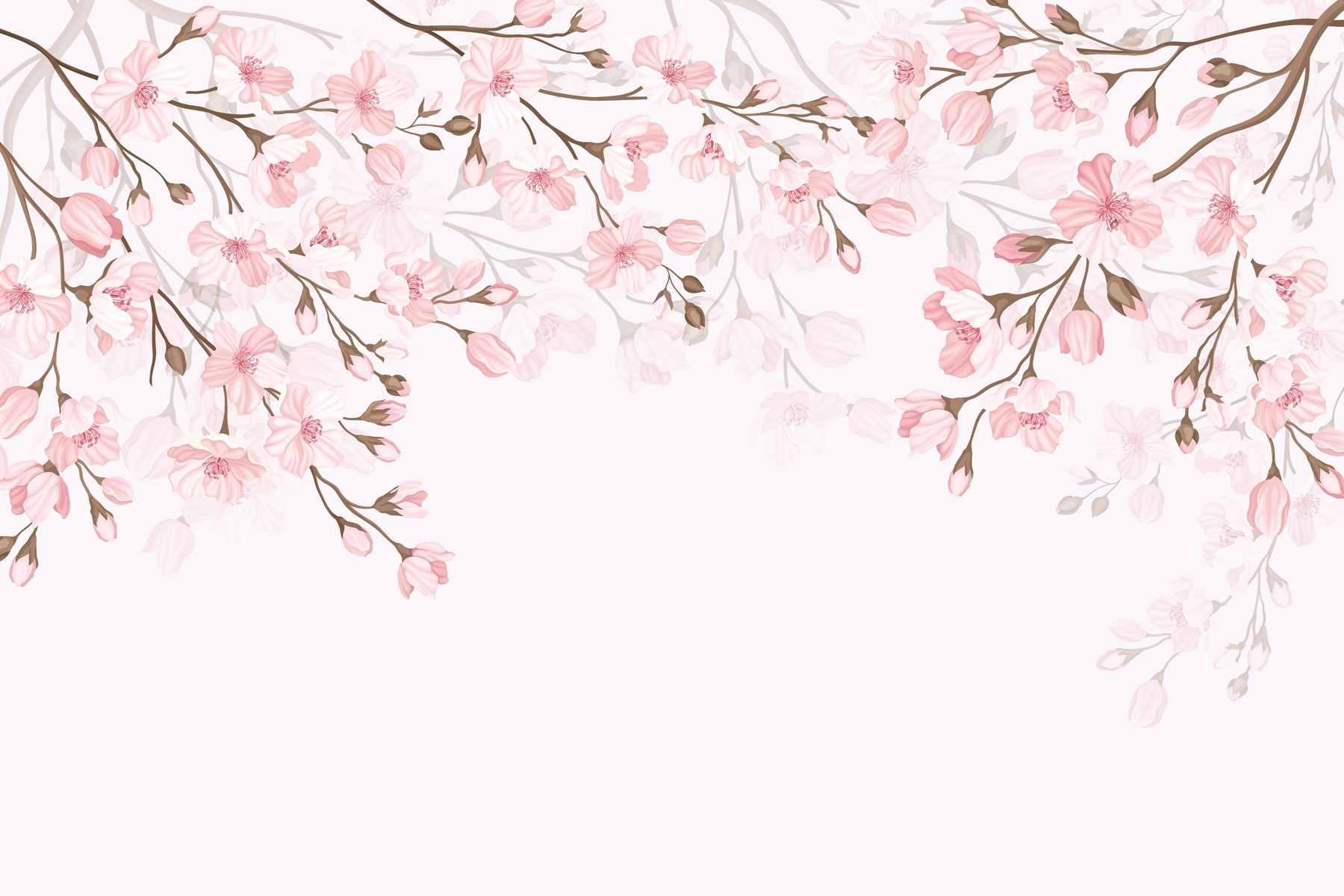 Pink flowers on a white background Pink flowers on a white background