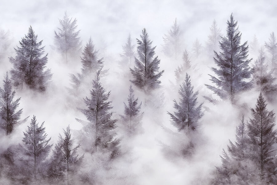 Group of trees in the fog