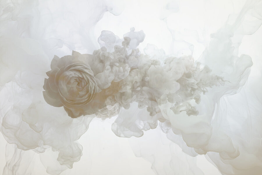 White flower in water White flower in water