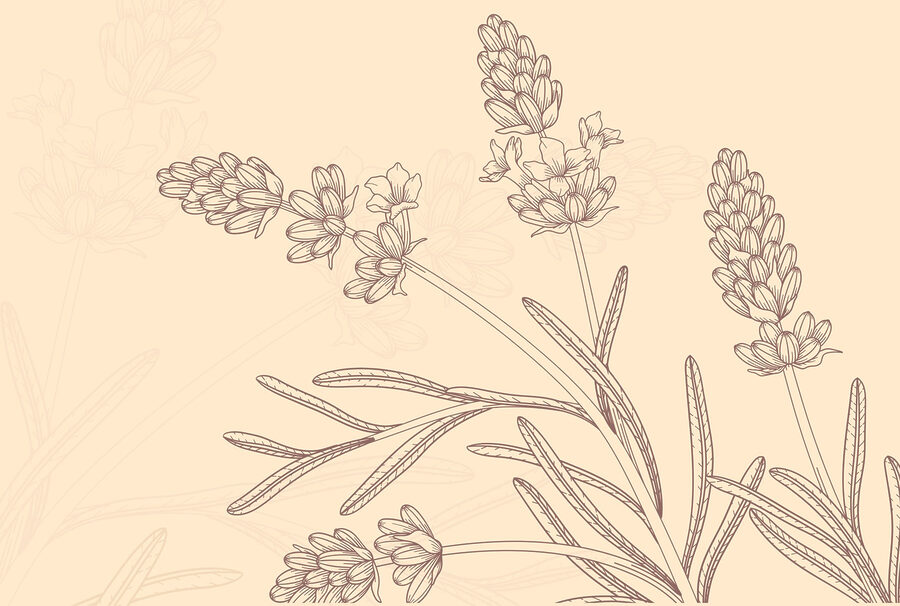 Wall murals Drawing of a plant - Image 3