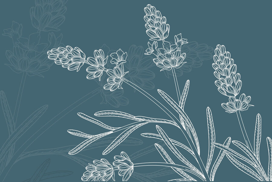 Drawing of a plant