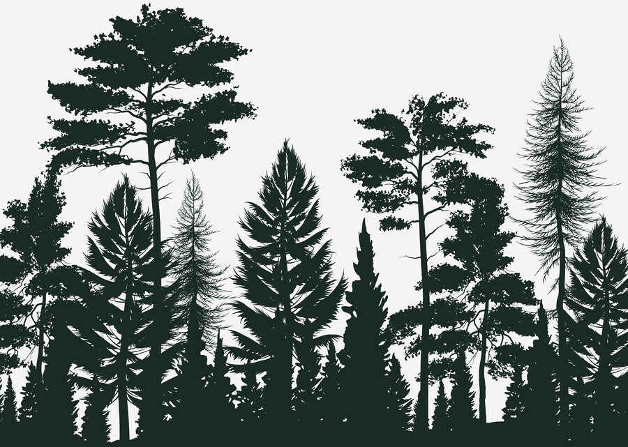 Group of trees in a forest