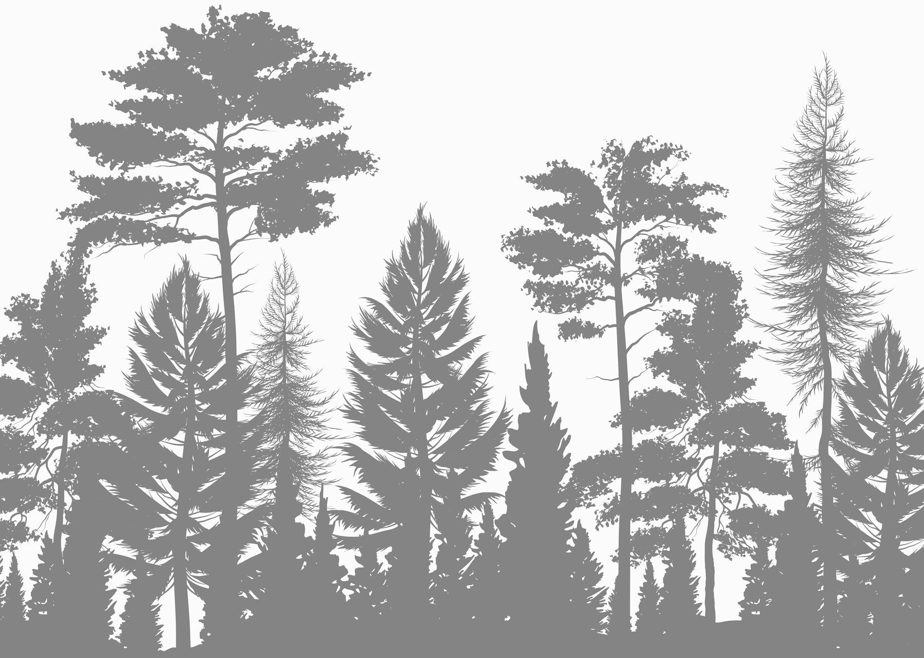 Group of trees in a forest Group of trees in a forest