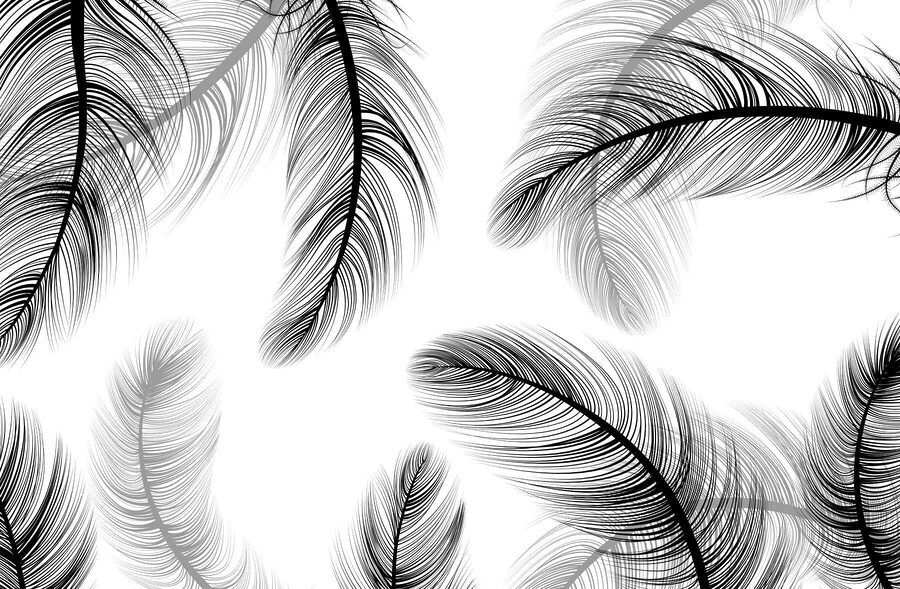 Wall murals Group of black and white feathers - Image 3