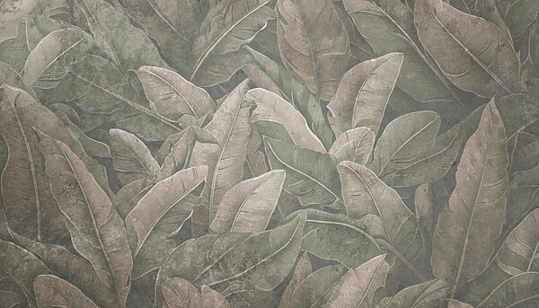 Nature’s detailed leaf patterns revealed Nature’s detailed leaf patterns revealed