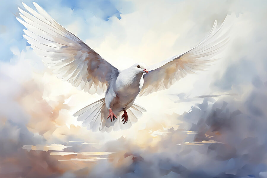 White dove flying in the sky