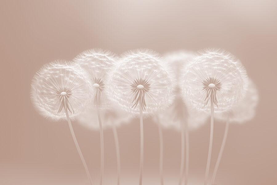Wall murals Group of dandelions - Image 5