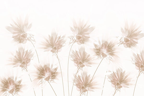 Group of flowers on a white background Group of flowers on a white background