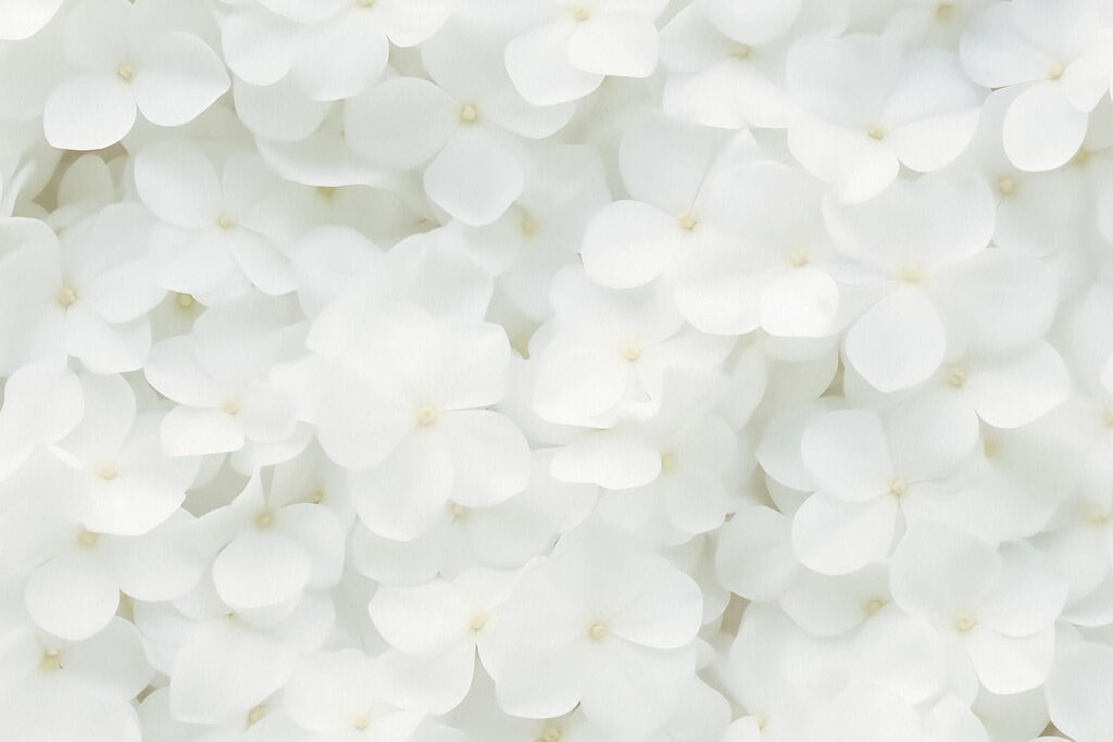 Group of white flowers Group of white flowers