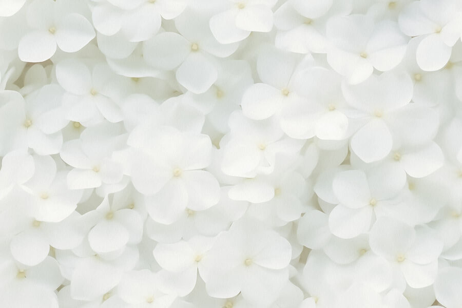 Group of white flowers