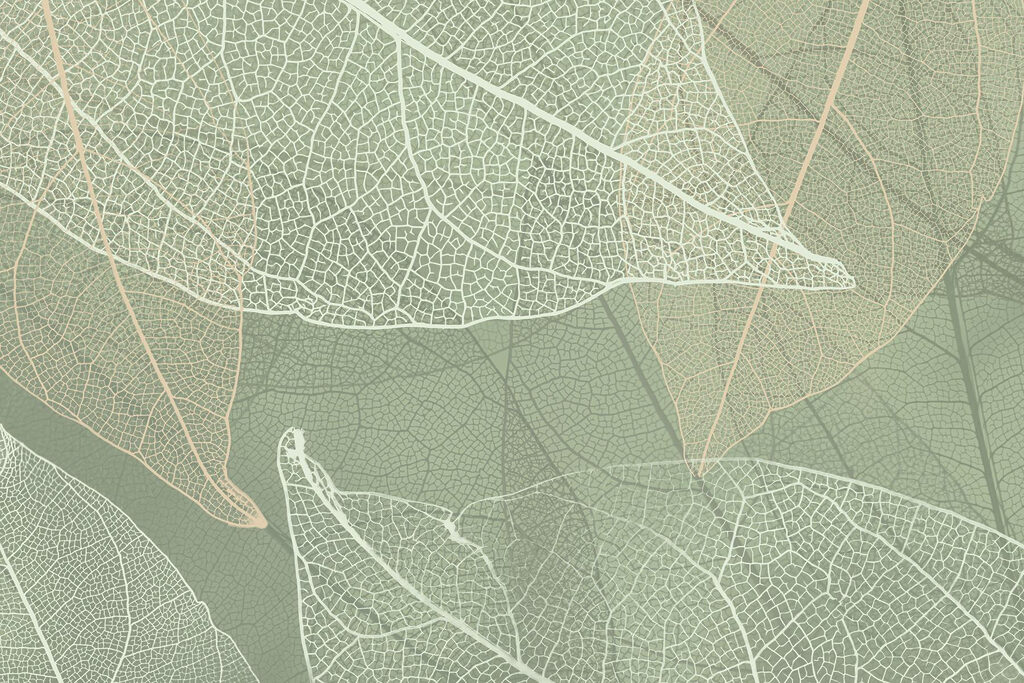 Delicate patterns of nature's design