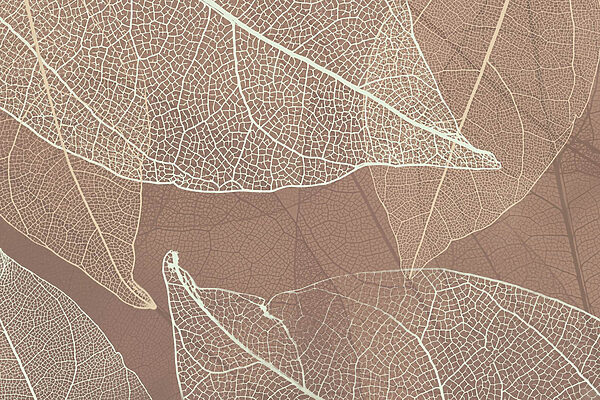 Delicate veins of nature's artwork Delicate veins of nature's artwork